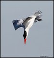 _2SB6889 caspian tern diving